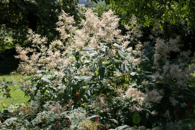 Aconogonon 'Johanniswolke', Bergknöterich