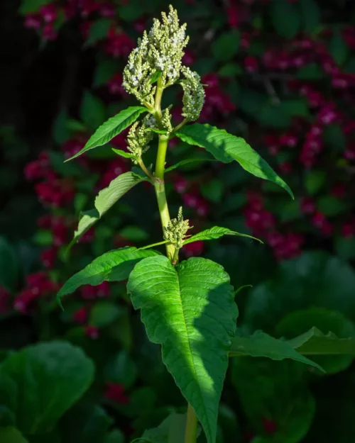 Aconogonon 'Johanniswolke', Bergknöterich