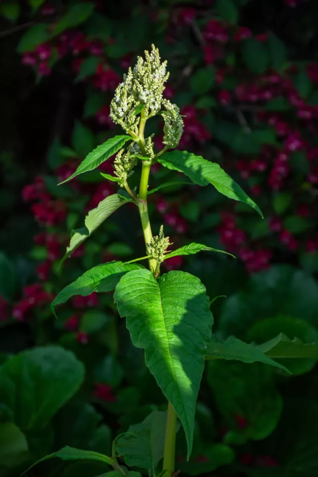 Aconogonon 'Johanniswolke', Bergknöterich