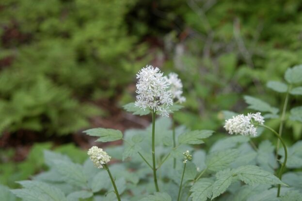 Actaea pachypoda 'Misty Blue', Weißfruchtiges Christophskraut