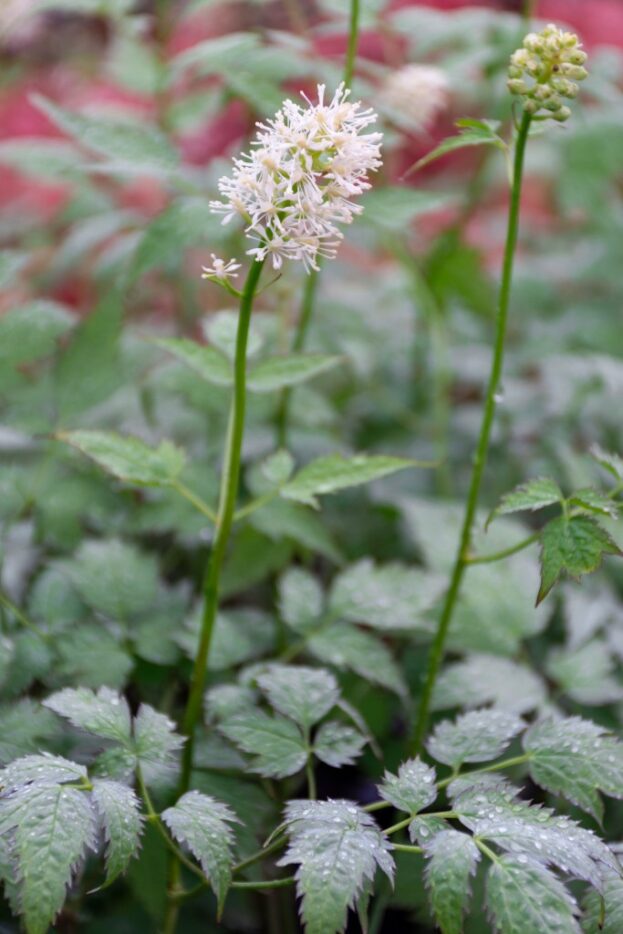 Actaea pachypoda 'Misty Blue', Weißfruchtiges Christophskraut