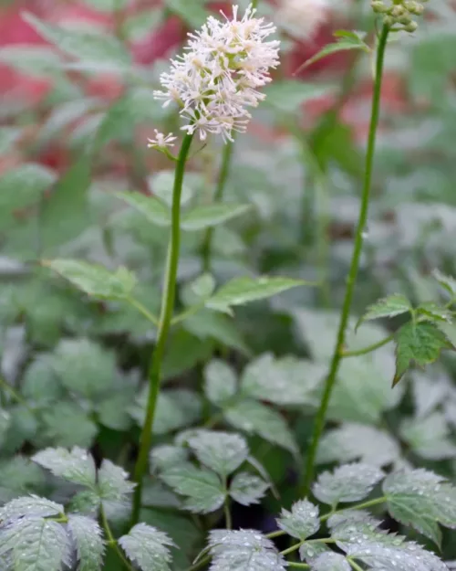 Actaea pachypoda 'Misty Blue', Weißfruchtiges Christophskraut