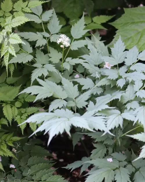 Actaea 'Misty Blue', Christophskraut