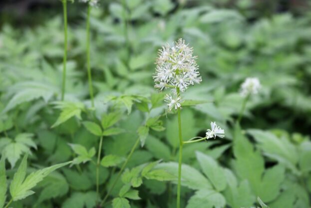 Actaea pachypoda 'Misty Blue', Weißfruchtiges Christophskraut