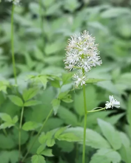 Actaea pachypoda 'Misty Blue', Weißfruchtiges Christophskraut