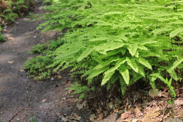 Adiantum pedatum var. pedatum, Frauenhaarfarn, Pfauenradfarn