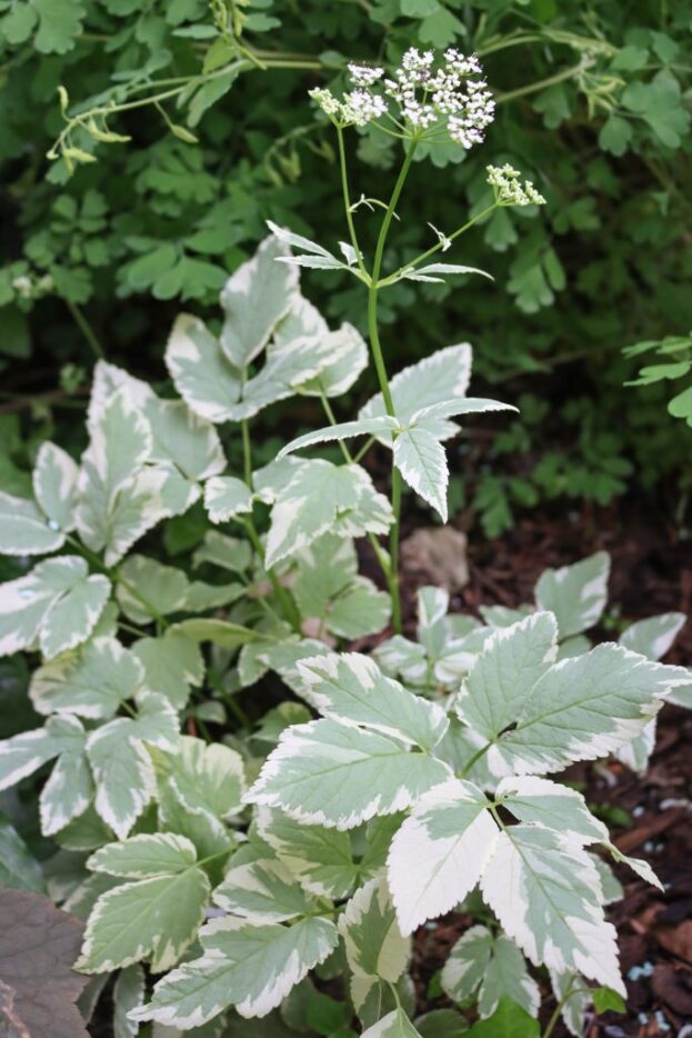 Aegopodium podagraria 'Variegatum', Buntblättriger Garten-Giersch