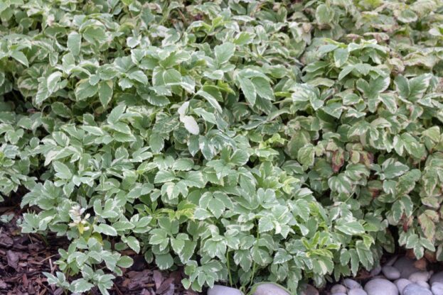 Aegopodium podagraria 'Variegatum', Buntblättriger Garten-Giersch