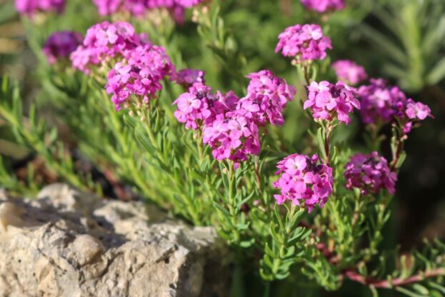 Aethionema armenum 'Warley Rose', Steintäschel