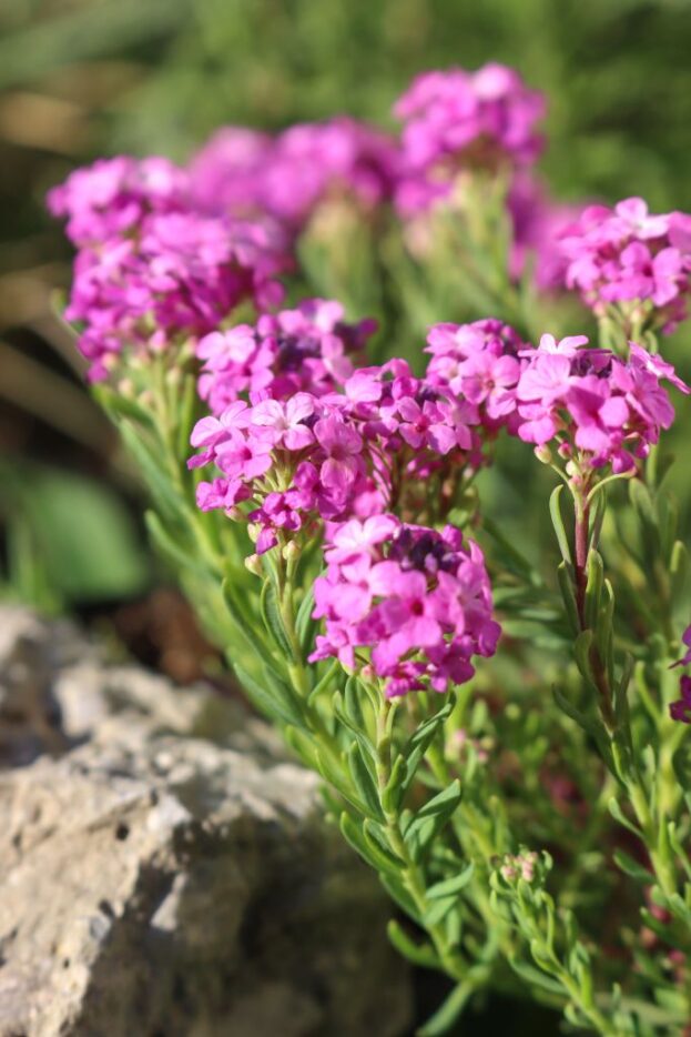 Aethionema armenum 'Warley Rose', Steintäschel