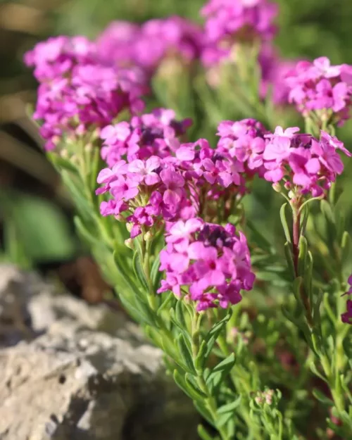 Aethionema armenum 'Warley Rose', Steintäschel