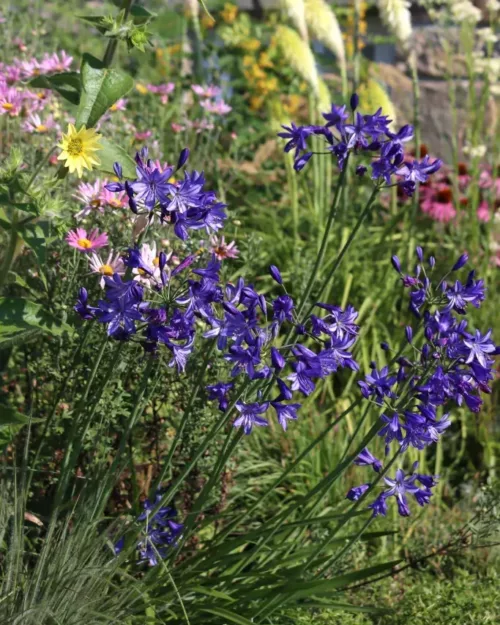 Agapanthus Northern Star', Schmucklilie