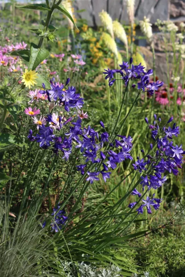 Agapanthus Northern Star', Schmucklilie