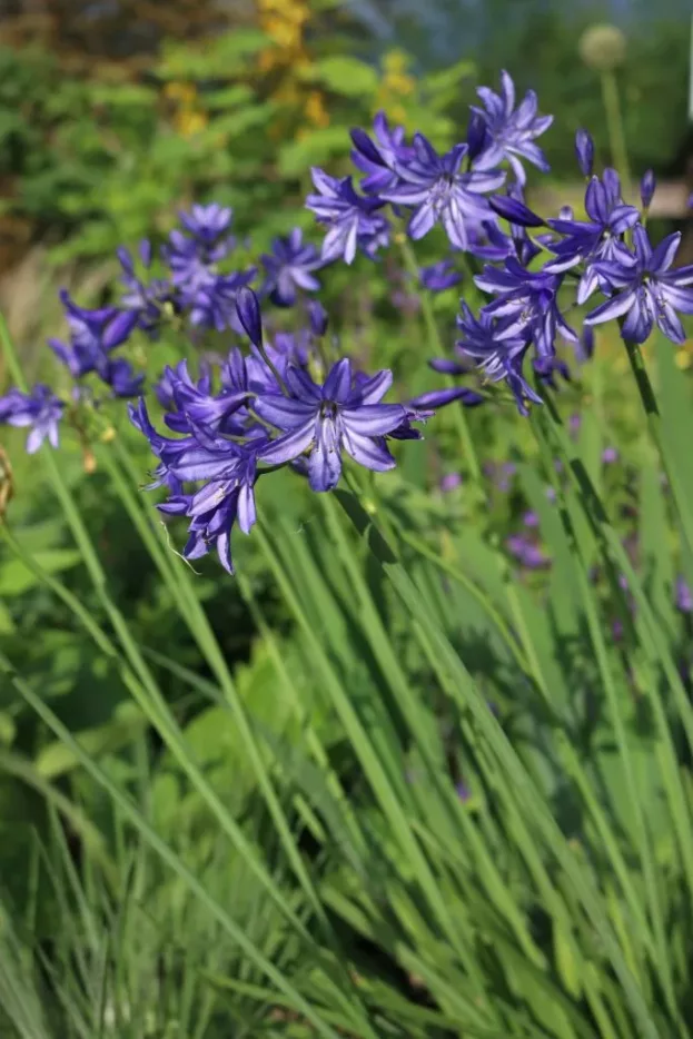 Agapanthus 'Northern Star', Schmucklilie