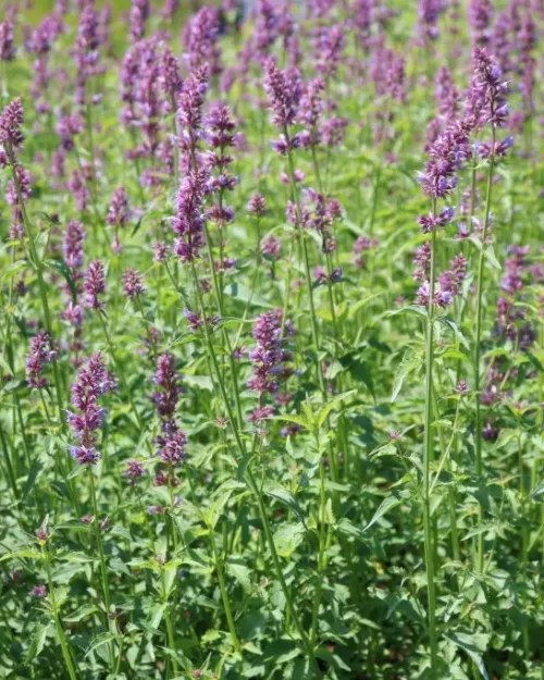 Agastache 'Ayala', Duftnessel