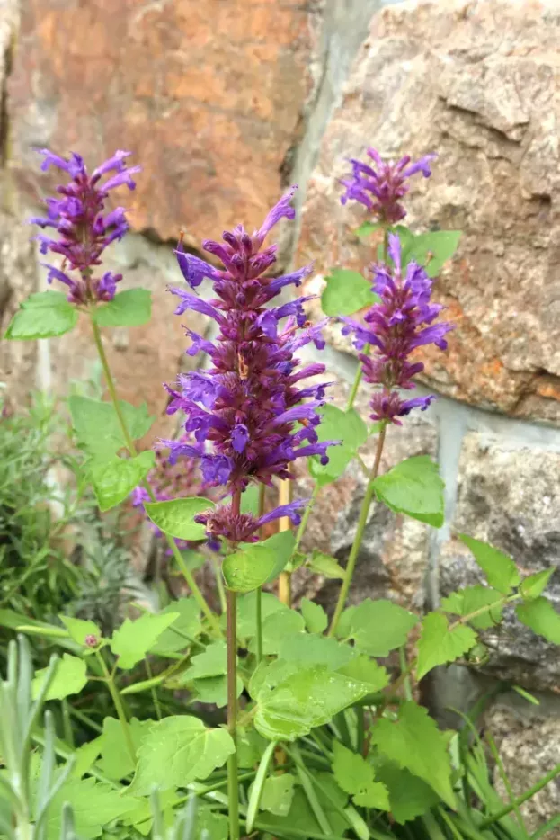 Agastache Blue Boa 2 jpg