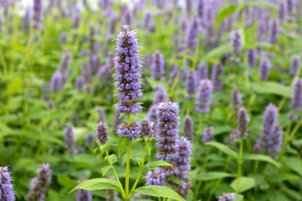 Agastache 'Blue Fortune', Duftnessel