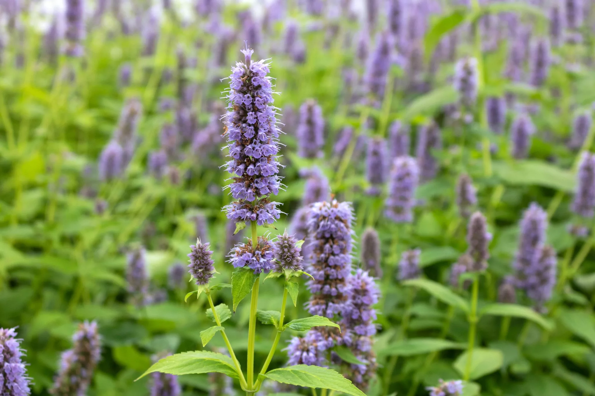 Duftnessel, Mexiconessel - Agastache 'Blue Fortune