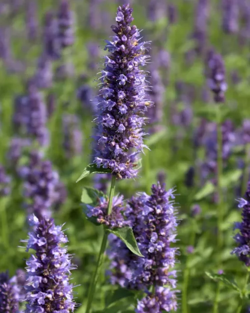 Agastache 'Blue Fortune', Duftnessel