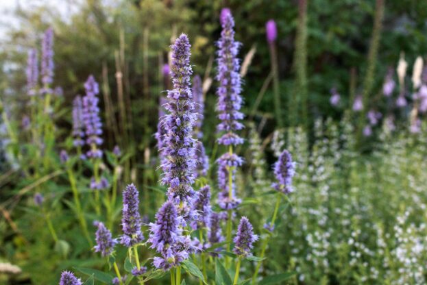 Agastache 'Blue Fortune', Duftnessel