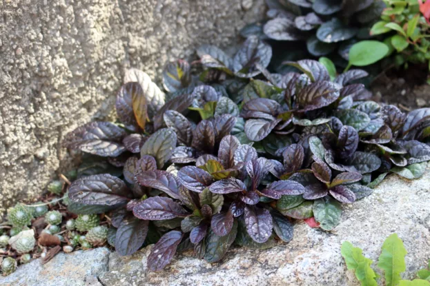 Günsel 'Braunherz', Ajuga 'Braunherz'