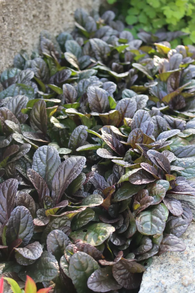 Günsel 'Braunherz', Ajuga 'Braunherz'