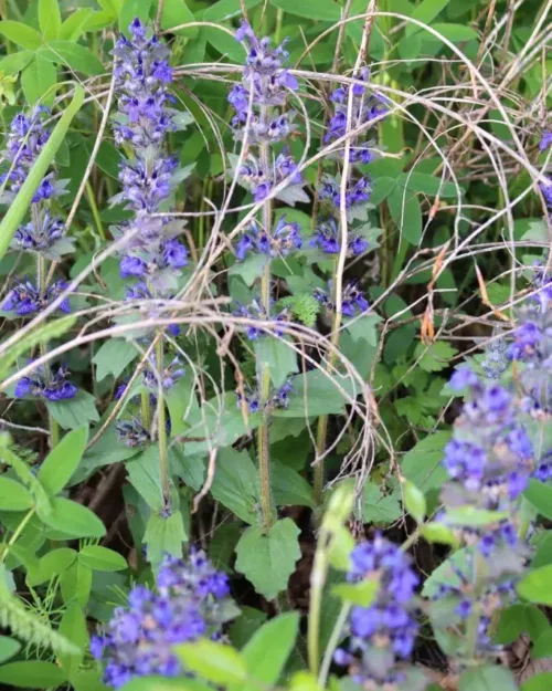 Ajuga genevensis, Genfer Günsel