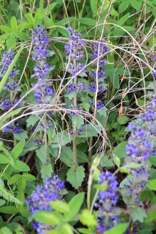 Ajuga genevensis, Genfer Günsel