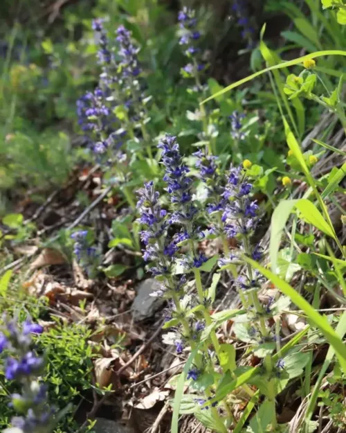 Ajuga genevensis, Genfer Günsel