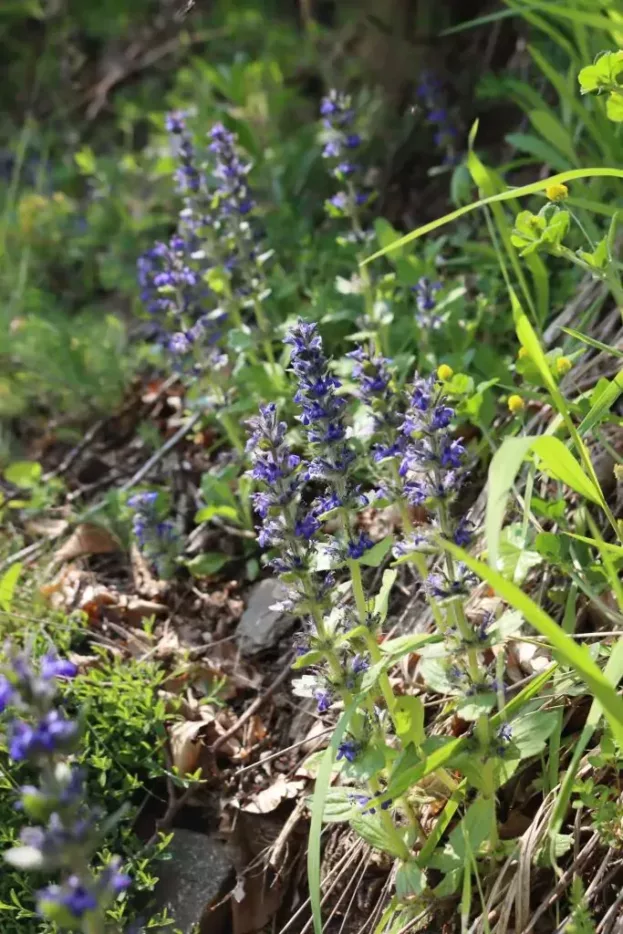 Ajuga genevensis, Genfer Günsel