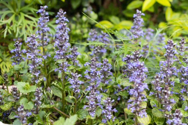 Ajuga repens, Günsel