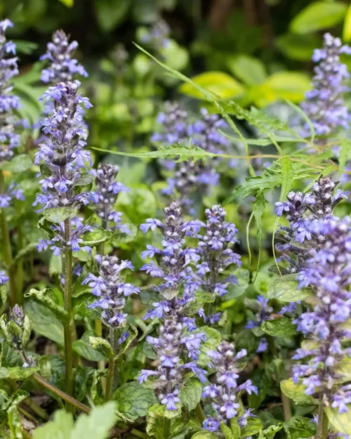 Ajuga repens, Günsel