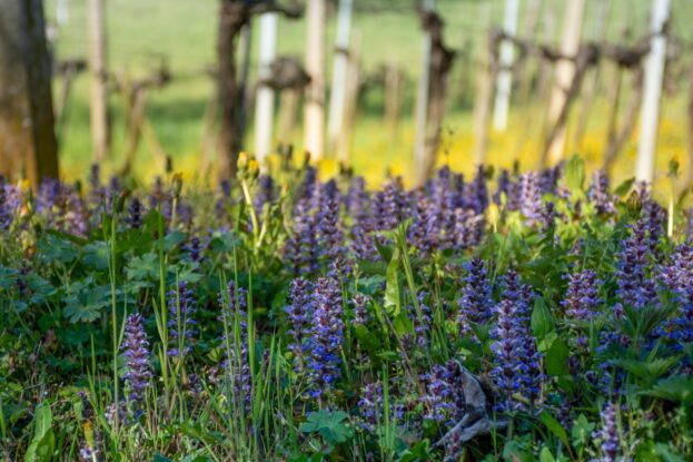 Ajuga repens, Günsel