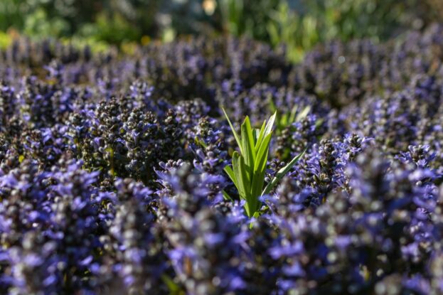 Ajuga tenorii 'Chocolate Chip'