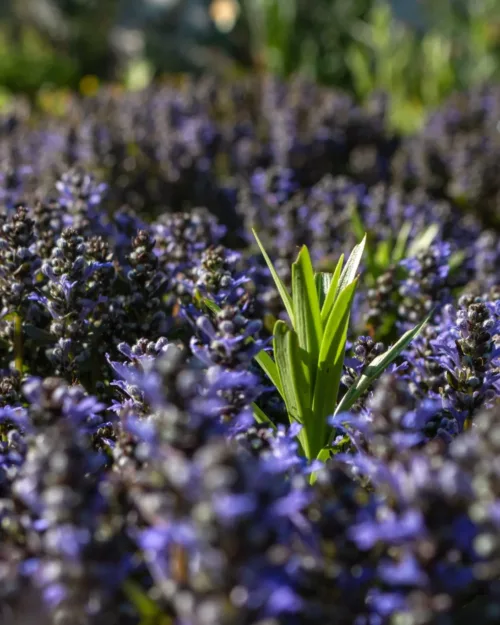 Ajuga tenorii 'Chocolate Chip'