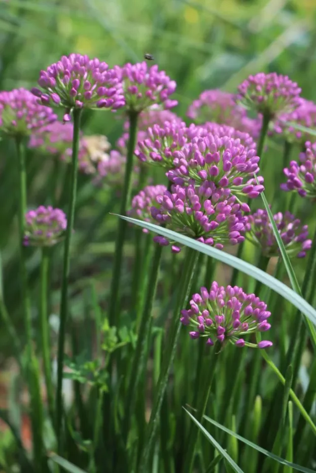 Allium 'Millenium', Berglauch