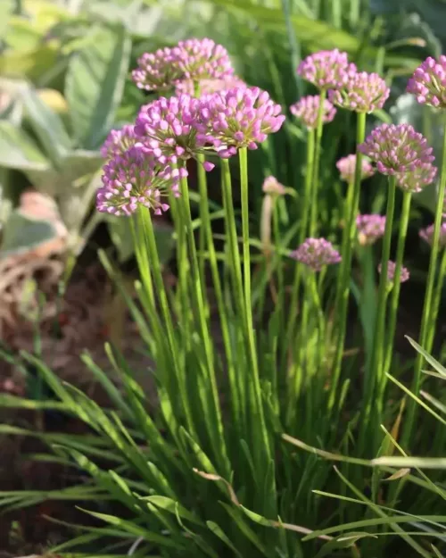 Allium 'Millenium', Berglauch