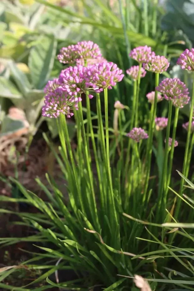 Allium 'Millenium', Berglauch