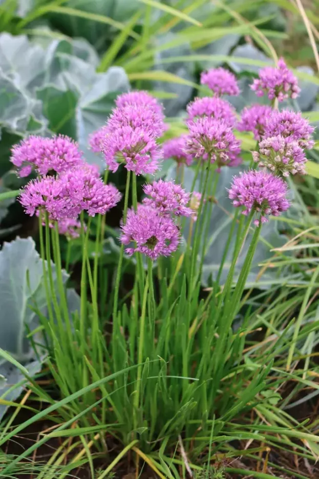 Allium 'Millenium', Berglauch