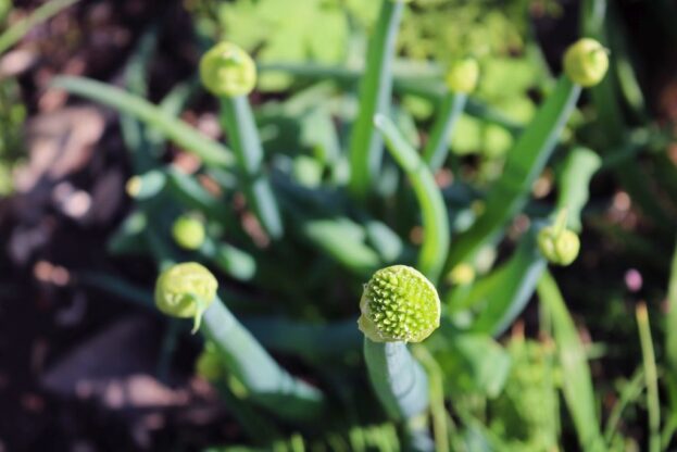 Allium fistulosum, Heckenzwiebel