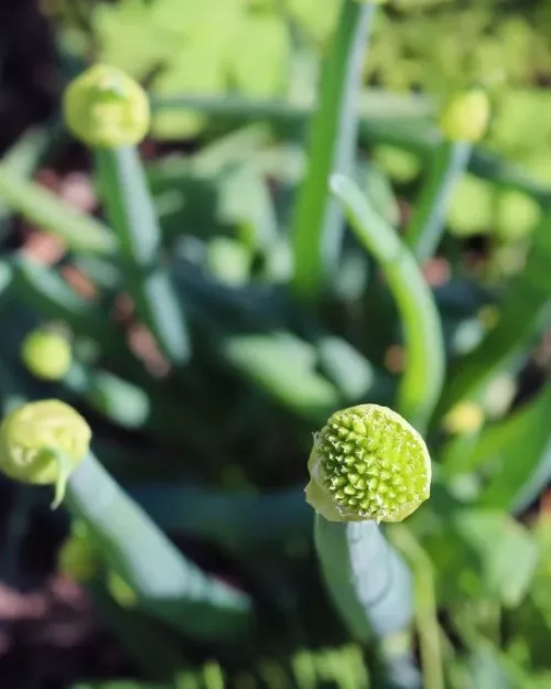 Allium fistulosum, Heckenzwiebel