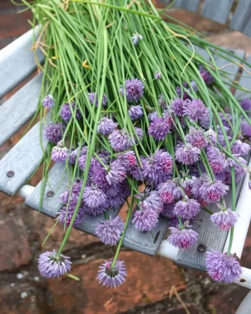 Allium schoenoprasum, Schnittlauch