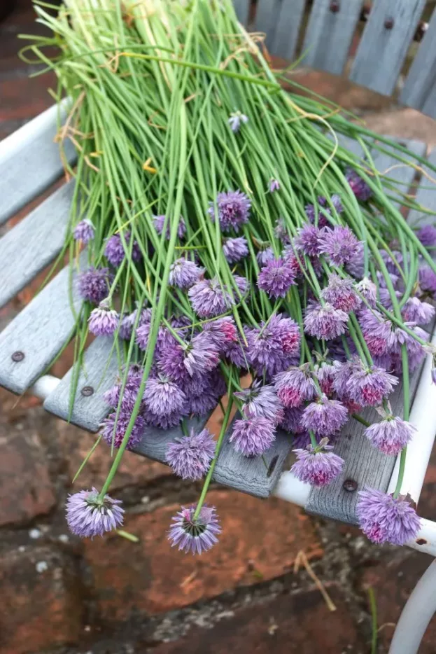 Allium schoenoprasum, Schnittlauch