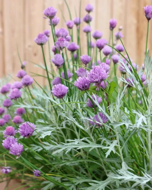 Allium schoenoprasum, Schnittlauch