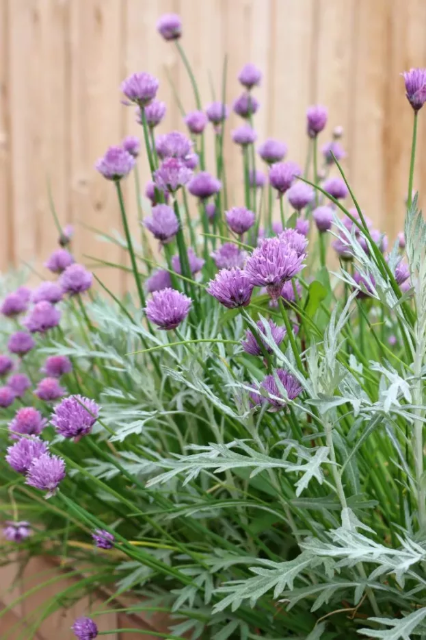 Allium schoenoprasum, Schnittlauch