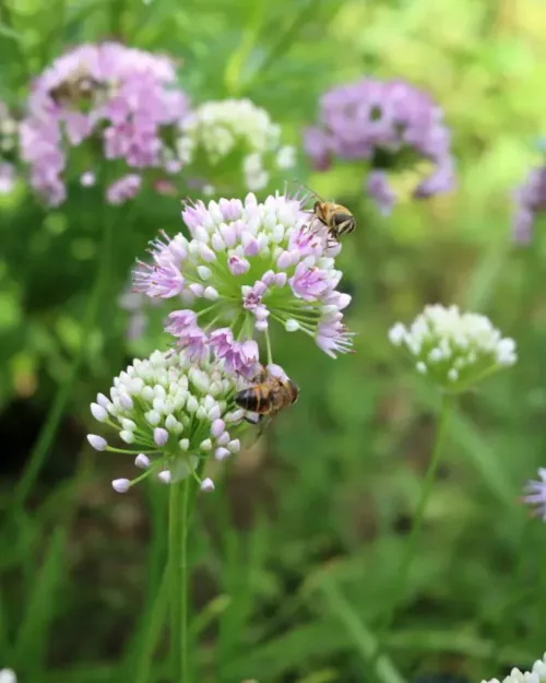 Allium senescens var. senescens, Berglauch