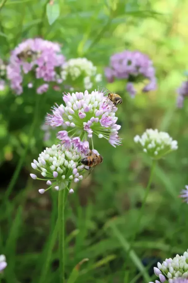 Allium senescens var. senescens, Berglauch