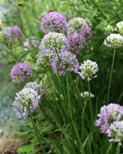 Allium senescens var. senescens, Berglauch