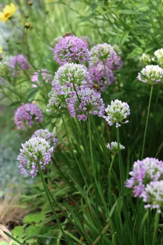 Allium senescens var. senescens, Berglauch