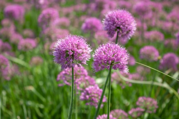 Allium 'Millenium', Berglauch